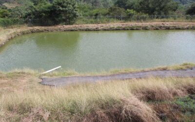 SUPERVISA SUBSEDER OLLAS DE AGUA PARA LA DISPERSIÓN DE CRÍAS DE TILAPIA