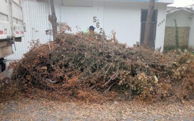 ATIENDEN QUEJA CIUDADANA, RECOGEN RAMAS DE LA VÍA PÚBLICA