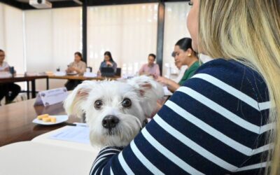 APRUEBA GOBIERNO DE ROSI BAYARDO REGLAMENTO PARA EL BIENESTAR ANIMAL, SE SANCIONARÁ EL MALTRATO ANIMAL