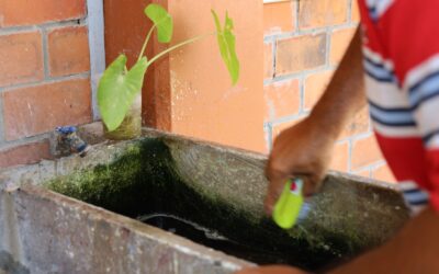 INICIA COLIMA EL 2026 SIN REPORTE DE CASOS DE DENGUE, LLAMA SS A NO BAJAR LA GUARDIA PARA QUE NO HAYA