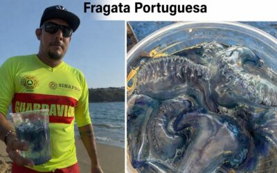 ALERTA UEPC COLIMA POR PRESENCIA DE ‘FRAGATA PORTUGUESA’ EN PLAYAS DEL ESTADO