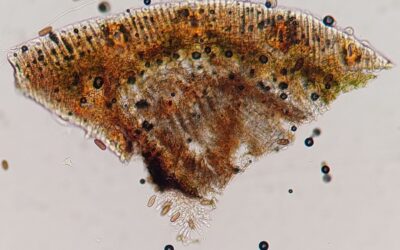 PLAGA PONE EN RIESGO BOSQUES DE PINO EN LAS FALDAS DEL VOLCÁN DE COLIMA