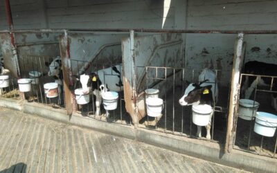 DESARROLLA UDEC PROYECTO PARA MEJORAR CALIDAD DE LA LECHE QUE LLEGA A LA POBLACIÓN