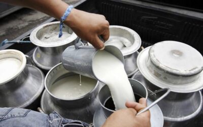 GOBIERNO DEL ESTADO DE COLIMA FORTALECE ACCIONES PARA PREVENIR CASOS DE BRUCELOSIS