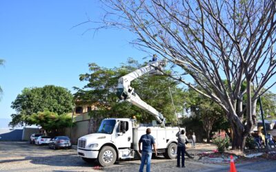 REALIZAN LIMPIEZA Y PODA DE ARBOLADO EN JARDINES VISTA HERMOSA PARA NO OBSTRUIR LUMINARIAS