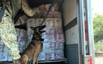 EN COLIMA, AUTORIDADES FEDERALES ASEGURAN 60 KILOS DE COCAÍNA OCULTOS EN LAS PAREDES DE UN TRACTOCAMIÓN