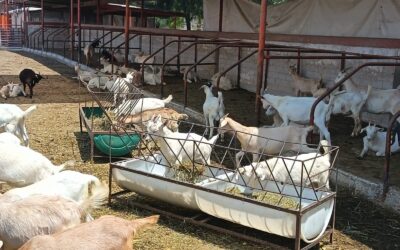 DESARROLLA UDEC PROYECTO PARA MEJORAR VALOR NUTRICIONAL E INOCUIDAD EN LECHE DE CABRA