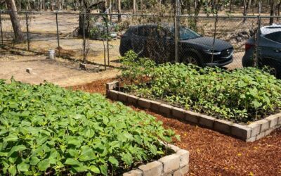VIVERO MUNICIPAL DE COLIMA: PULMÓN VERDE PARA LA CIUDAD