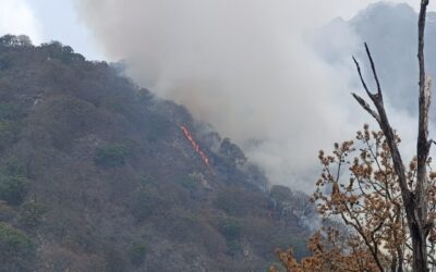 BRIGADAS MANITIENEN ATENCIÓN ACTIVA A INCENDIOS FORESTALES EN EL ESTADO