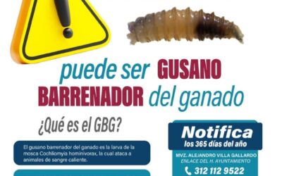 ANUNCIA ACCIONES CONJUNTAS PARA COMBATIR AL GUSANO BARRENADOR