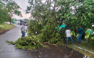 SALDO DE TORMENTA EN VILLA DE ÁLVAREZ, 10 ÁRBOLES CAÍDOS