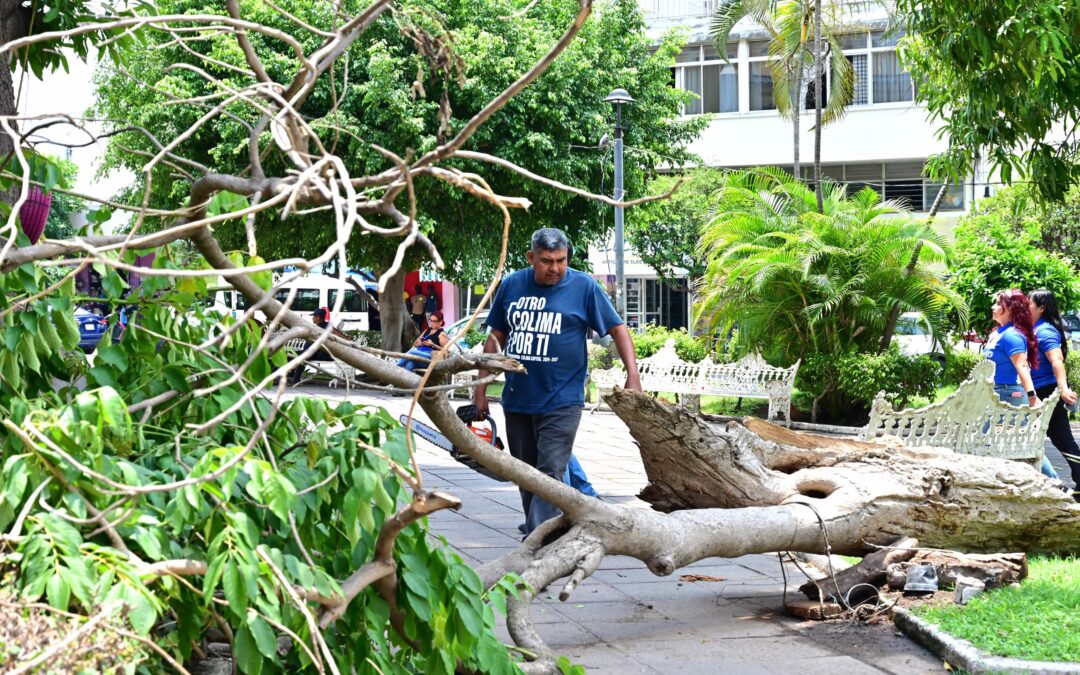 ATIENDE AYUNTAMIENTO DE COLIMA CAÍDA DE ÁRBOL EN JARDÍN TORRES QUINTERO; ZONA DESPEJADA