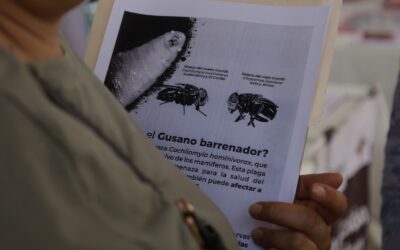 ATENDER HERIDAS A TIEMPO ES CLAVE PARA PREVENIR MIASIS POR GUSANO BARRENADOR, ALERTA SALUD COLIMA