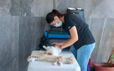 SALUD COLIMA EXHORTA A PREVENIR ENFERMEDADES EN ANIMALES PARA PROTEGER A LA POBLACIÓN