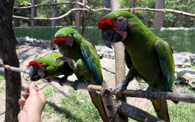ESTUDIANTES DEL CURSO EXPLORA 2.0 CONOCEN ACCIONES PARA PROTEGER LA BIODIVERSIDAD