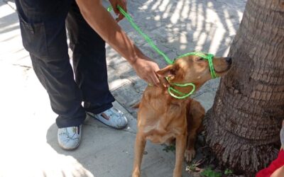BIENESTAR ANIMAL MANZANILO SUMA MÁS DE 400 VERIFICACIONES GRACIAS A REPORTES CIUDADANOS
