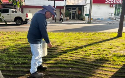 AYUNTAMIENTO DE COLIMA REALIZA MANTENIMIENTO Y  LIMPIEZA EN CAMELLONES DE LA CIUDAD