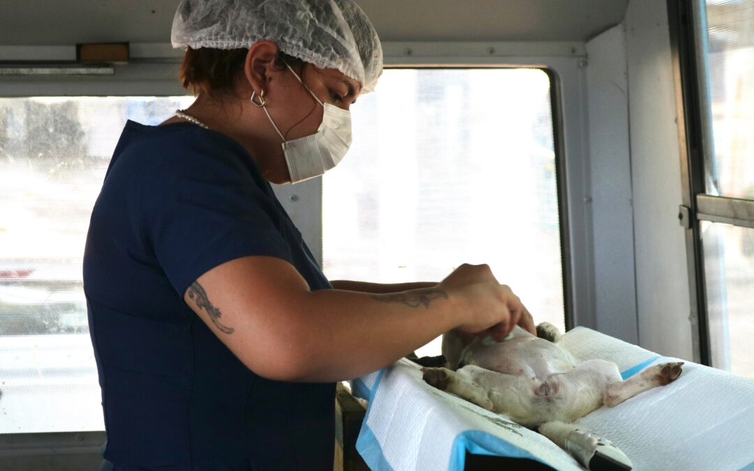 AYUNTAMIENTO DE MANZANILLO ACERCA ESTERILIZACIONES GRATUITAS A LA FLOREÑA