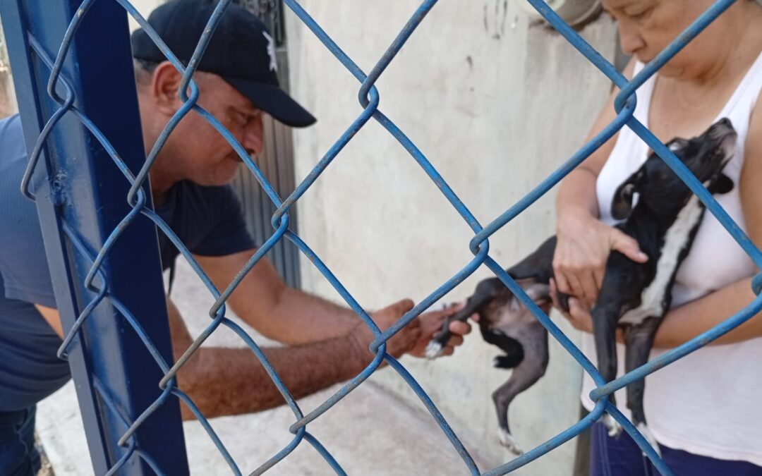 VACUNACIÓN ANTIRRÁBICA ES GRATUITA Y HAY MÁS RUTAS MÓVILES EN COLONIAS Y COMUNIDADES: SALUD COLIMA