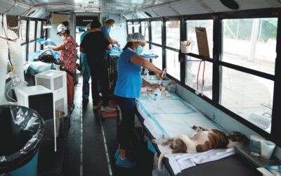 MANZANILLO, ÚNICO MUNICIPIO DE COLIMA CON ESTERILIZACIONES GRATUITAS A DOMICILIO